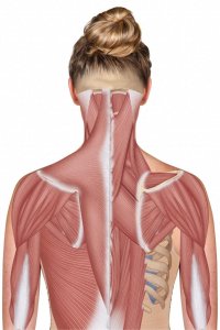 ​从头到脚学肌肉——掌握肩关节肌（高清图解）