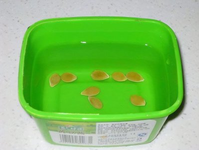 ​种子催芽的好方法，通用