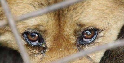 ​狗狗上火的症状，以及解决办法