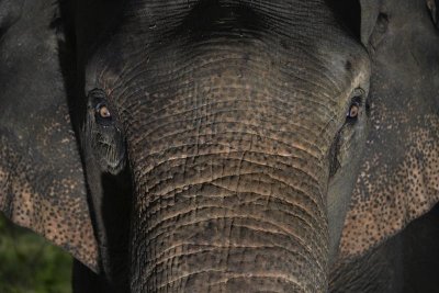 ​大象墓地（象坟）的神话