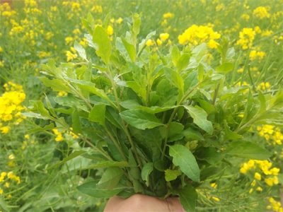 ​每年清明节，我都会用它炒鸡蛋，老人吃了身体棒，孩子吃了视力好