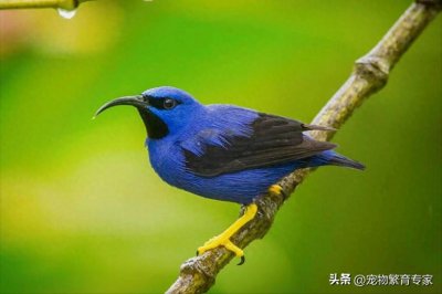 ​2025年饲养靛颏、绣眼鸟、画眉这些鸟类怎么处罚？