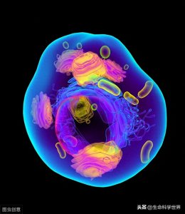​线粒体是什么？线粒体形态多样，不是你想的那么简单，有趣生物学