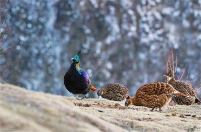 ​尼泊尔的国鸟----棕尾虹雉