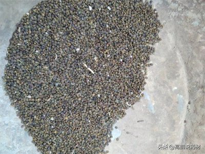 ​高鹏说药材：优势品种种植推荐—沙苑子、蒺藜、地骨皮