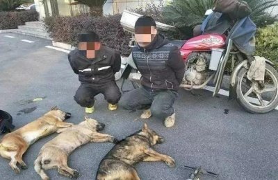 ​偷狗人用药水毒狗，30秒内就能让狗死亡，这种带毒药狗肉能吃吗？