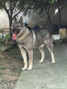 ​盘点10种帅气威武的狼犬，一起来看看你认识几种？