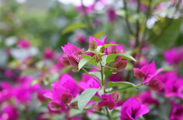 好听文艺有意境的古风昵称