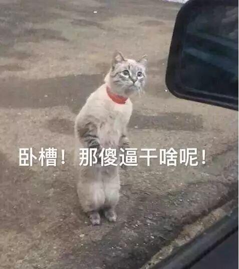 为什么鸵鸟躲藏都是把头埋进沙子（别再冤枉鸵鸟把头埋在沙子里了）(3)