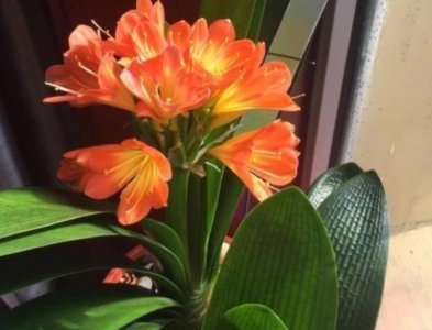 ​君子兰摆放，大有“讲究”，3个位置坚决不能放，歪七扭八太难看