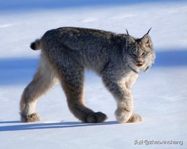 ​神奇物种——猞猁