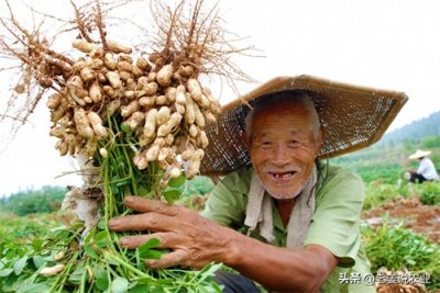 ​花生价格大涨已成定局，市场会给你惊喜，2023年8月6日花生行情