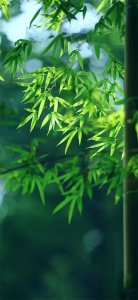 ​绿色清新养眼护眼壁纸