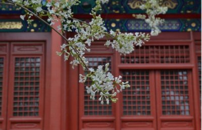 ​200年京城古老丁香树 近一个月来这里能看到