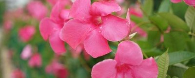 ​飘香藤掉叶子怎么回事，怎么办