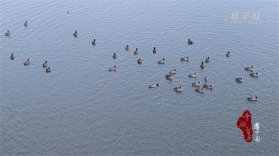 ​千城百县看中国｜河北蠡县：潴龙河上 野鸭戏水