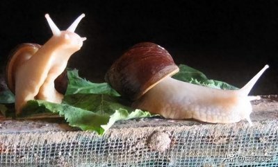 ​马集，曾经的白玉蜗牛之乡——襄阳有趣的地名57