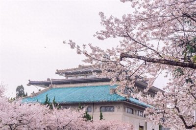 ​武汉大学樱花：百年学府的春日浪漫