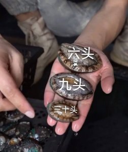 ​鲍鱼怎么区分几头鲍？
