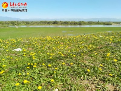 ​一株橡胶草的故事