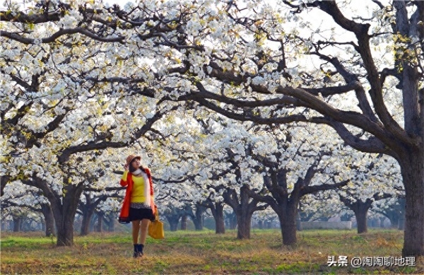 砀山县地理位置介绍(安徽砀山县属于哪个市管)-