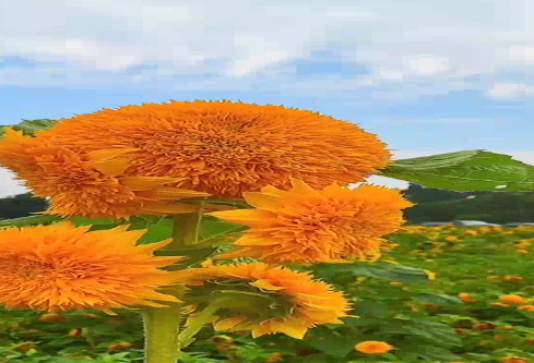 1686713650434915.png image.png