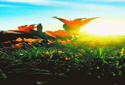 ​形容不后悔的句子257句