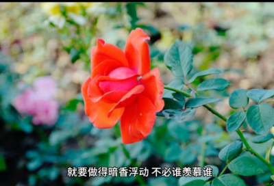 ​积极向上的句子246个