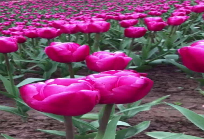 ​关于善待他人的句子243句