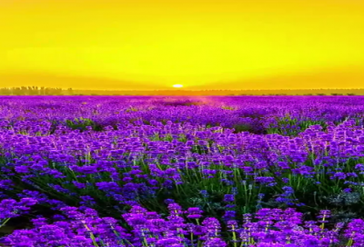 ​表达想念的句子225个