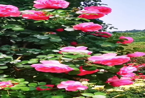 1686725825285099.png image.png