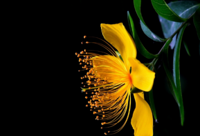 ​小清新唯美的句子259句