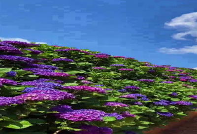 ​爱情的美好句子218句