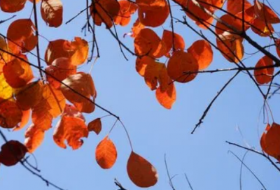 ​有诗意的句子152个