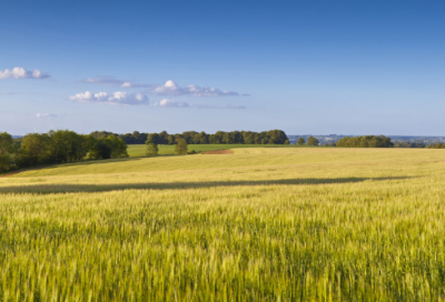​三毛流浪记好词好句好段（三毛流浪记的名言名句）