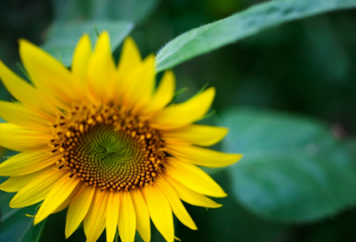 ​清明节的名言名句（清明节经典语录）