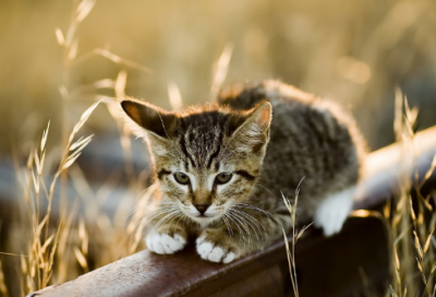​余秋雨经典语录摘抄(余秋雨读书名言名句)