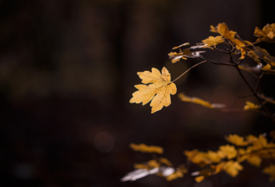 ​有关坚持不懈的名言（持之以恒的坚持的金句）