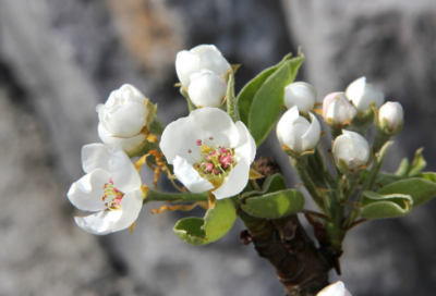 ​席慕容经典语录赏析（席慕容励志的名言）