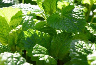 ​泰戈尔经典语录爱情(泰戈尔励志名言)