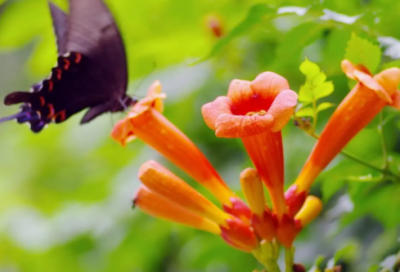 ​关于家风的诗句或名言（家风的经典句子）