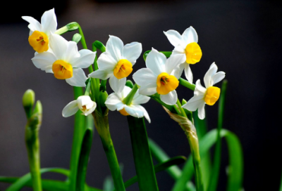 ​刘禹锡简介及作品（刘禹锡名言名句）