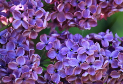 ​歌颂老师的名言名句有哪些（描写赞美老师的诗句大全）