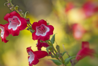 ​孔子孝道名言二十句（孝顺优美的段落摘抄）