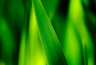 ​海贼王最著名的一句话是什么（海贼王励志名言语录）