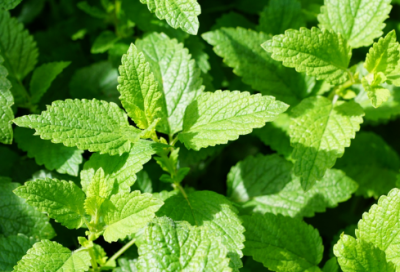 ​梭罗名言名句大全（梭罗名言名句赏析）