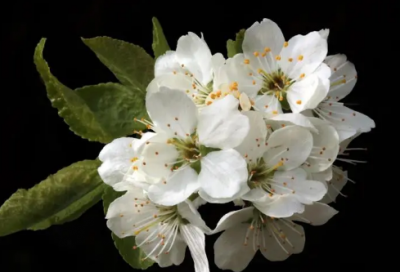 ​形容意志坚强的名言（贵在坚持的名言警句）