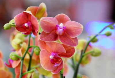 ​读书的诗句名言有哪些（鼓励读书的唯美句子）