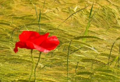 ​关于读书的名言警句有哪些（我读书我快乐好句摘抄）