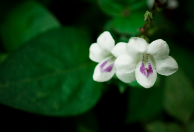 ​曹操的名言名句有哪些（曹操的名言名句推荐）